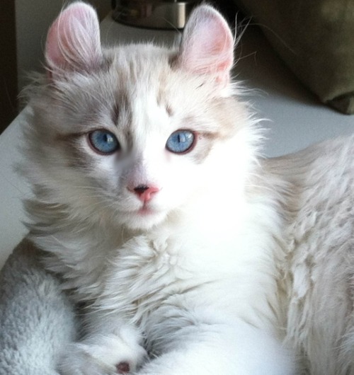 American Curl Cat Breed For Sale Dubai