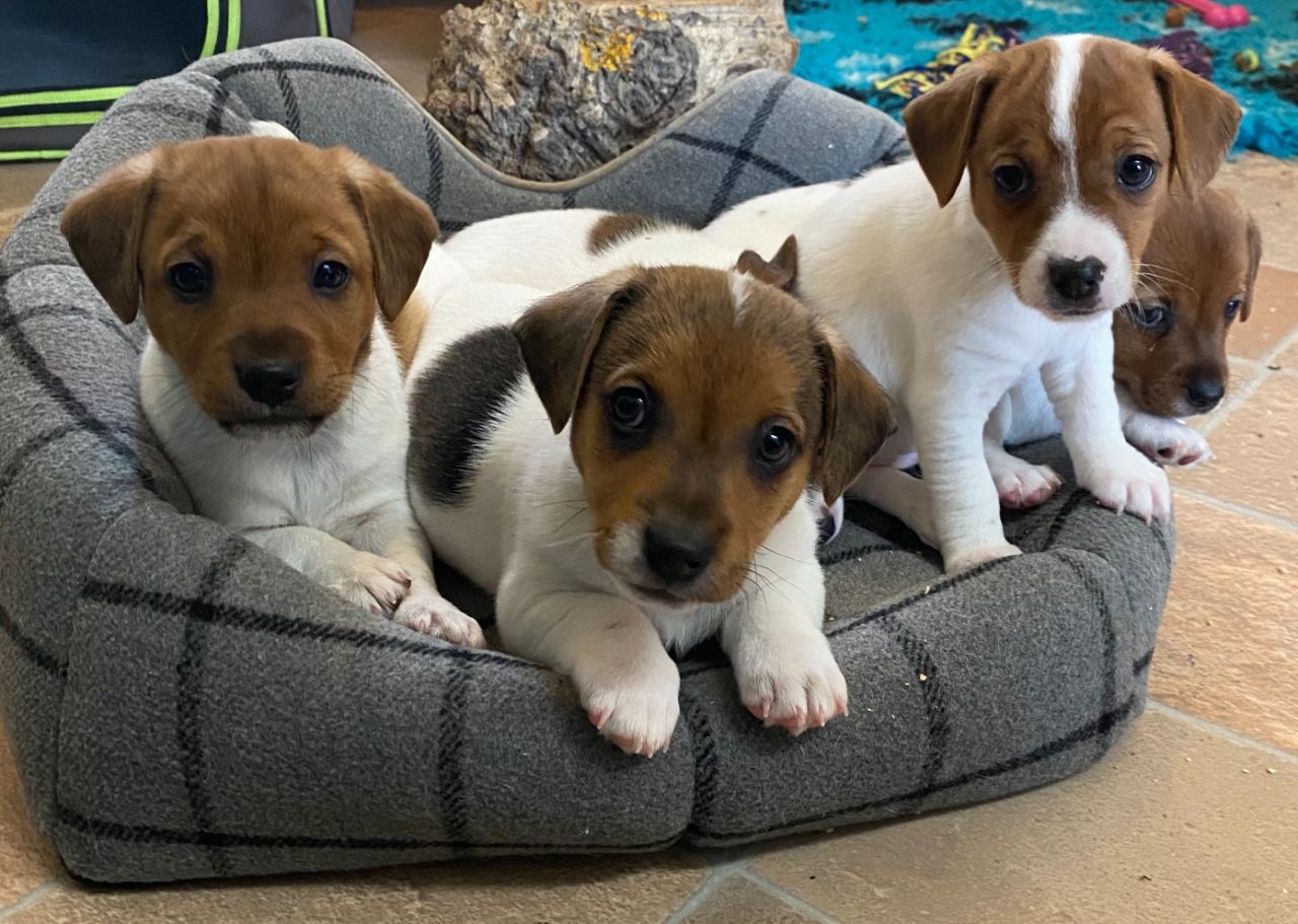 Jack Russell Terrier Puppies