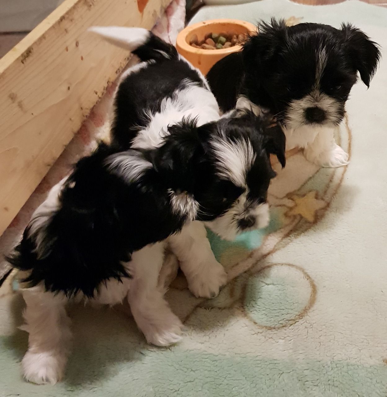 Shih Tzu Puppies 