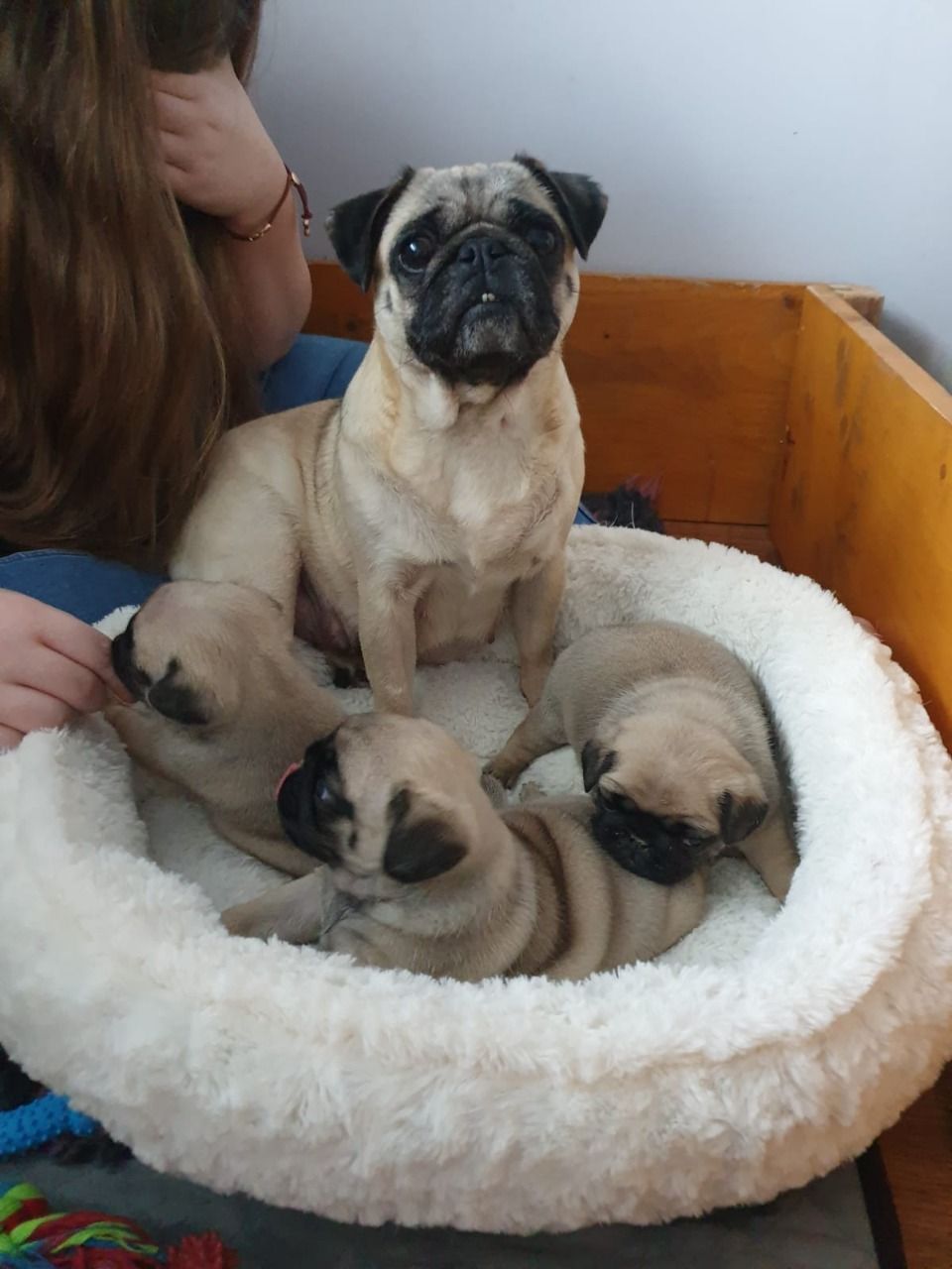 Pug Puppies for sale