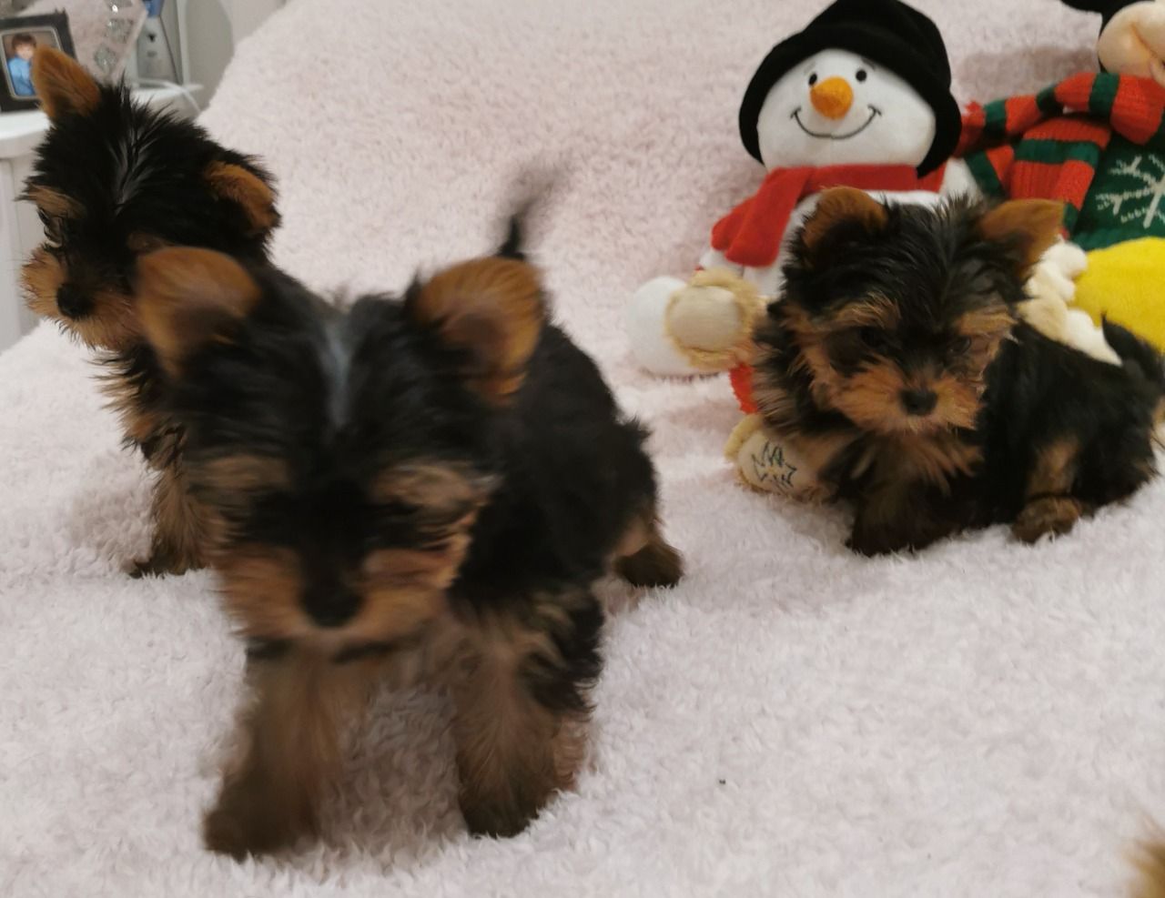 Yorkshire Puppies for sale