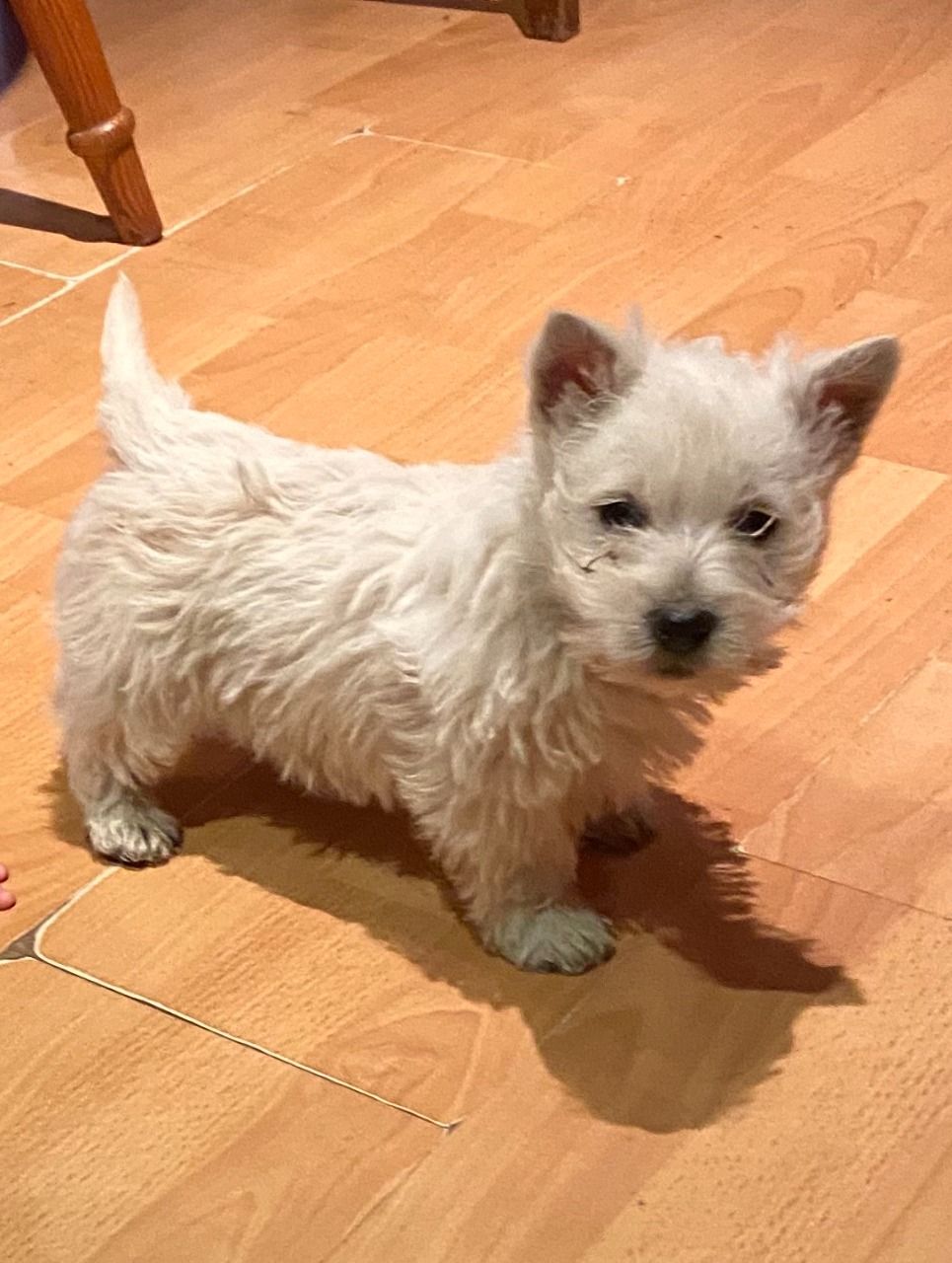 West Highland Terrier Puppies for sale.