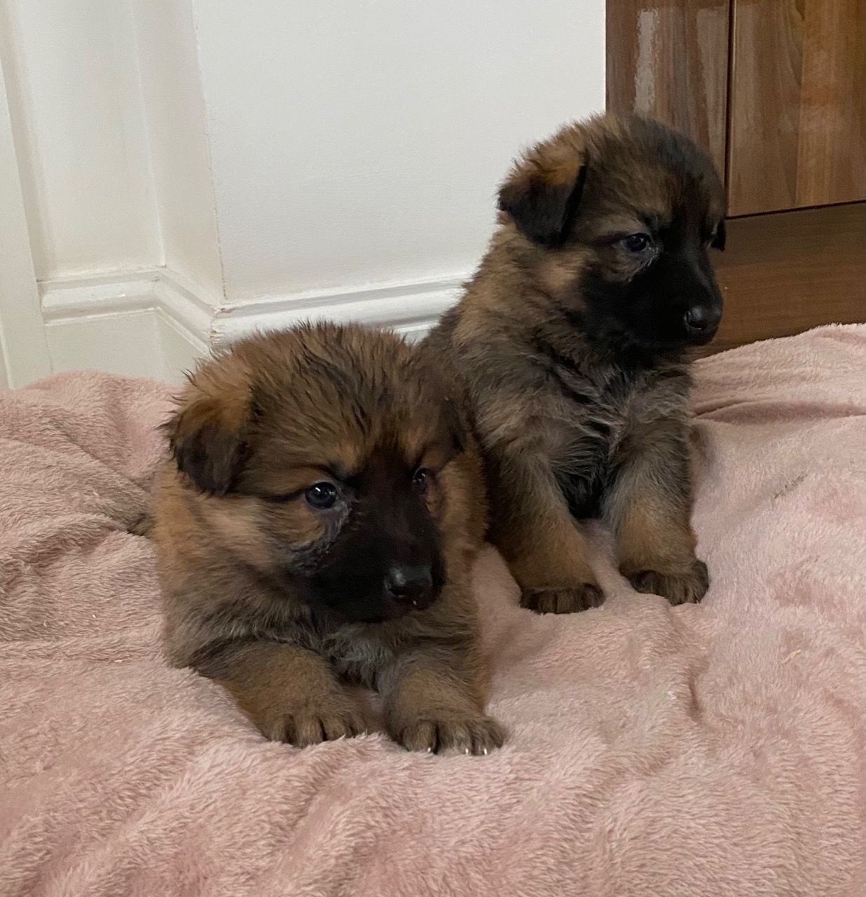 Malefemale German shepherd puppies