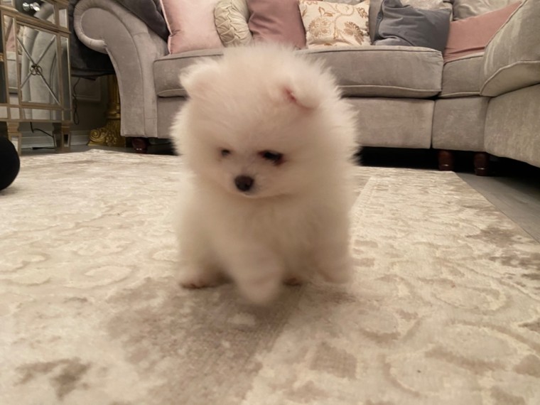 Beautiful male and female Pomerania Puppies 