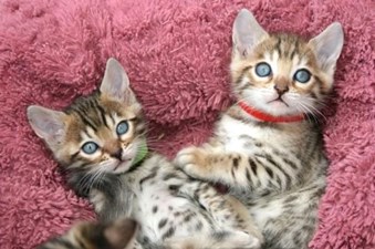 Sphynx and Bengal  kittens available for adoption