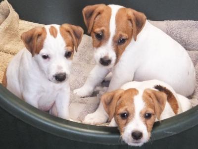 beautiful jack russel puppies