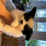  Papillon puppies for sale