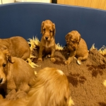 Cocker Spaniel Puppies