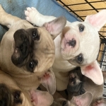 French Bulldog Puppies! 