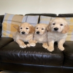 Golden Retriever Puppies for sale.
