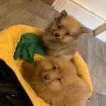 Pomeranian Puppies