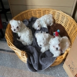 Maltese Puppies for sale.