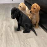 Labrador puppies.