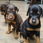 Doberman Puppies for sale