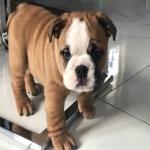 English Bulldog for sale