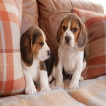 Boys  Girls Beagle puppies Available