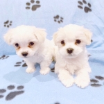 Beautiful Male and Female Maltese Puppies for sale 