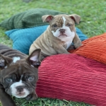 English bulldog puppies