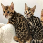 i have two bengal for sale male and female  