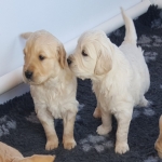 Golden Retriever Male and female Puppies 