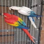 White and Blue Pet Macaw Parrots available