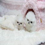 12 weeks old teacup pomeranian puppies