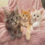 maine coon cat for sale