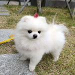 pomeranian puppy for adoption