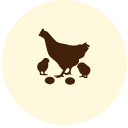 Poultry